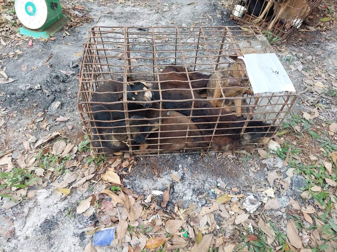 Bat giu nhom trom cho hoat dong lieu linh hinh anh