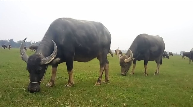 Bat tam giam nghi pham tu Can Tho len Long An trom 7 con trau hinh anh