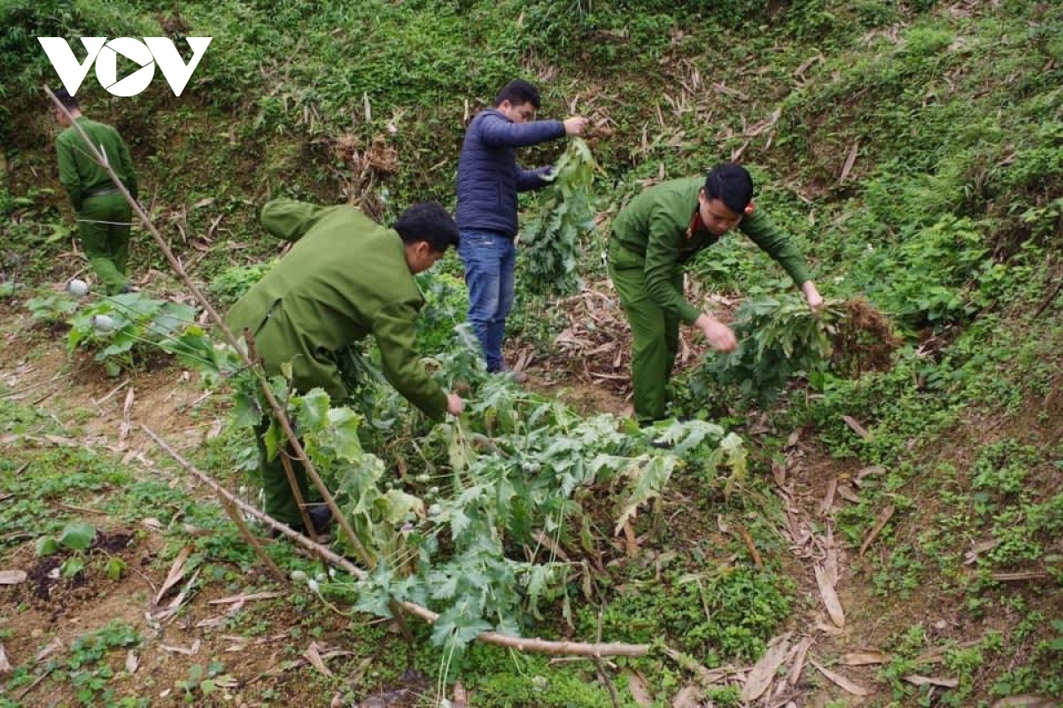 cay thuoc phien anh 2
