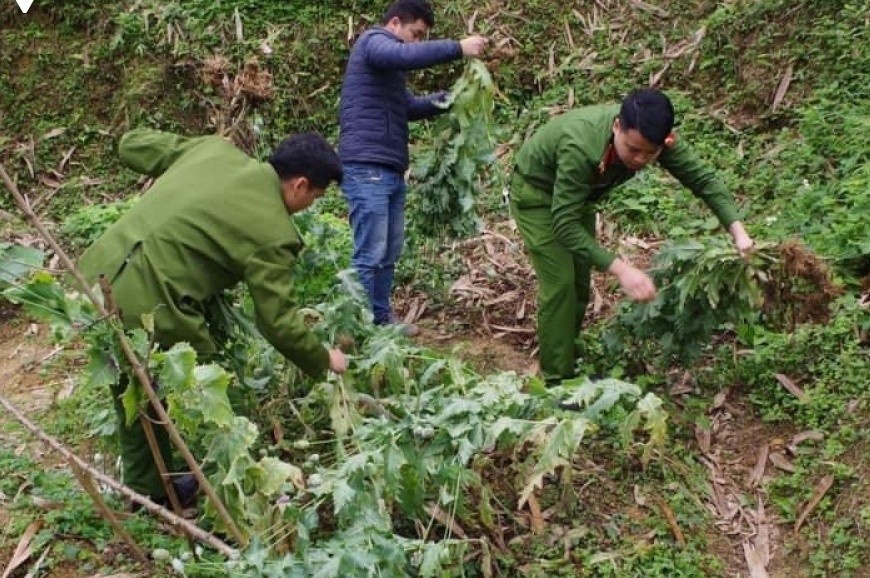 Phat hien nhieu vu len lut trong, khai thac nhua thuoc phien trong nha hinh anh