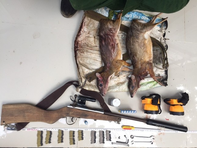 Mang sung vao Vuon quoc gia Cat Tien san trom thu rung hinh anh