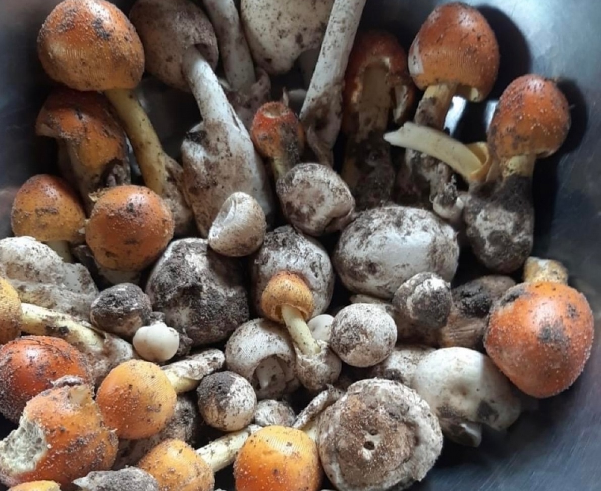 Them 6 nguoi o Tay Ninh bi ngo doc do an nam rung hinh anh