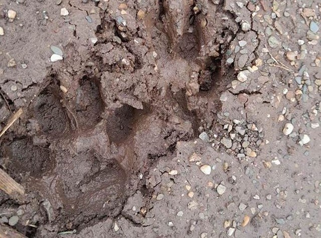 Dau chan nghi cua ho la cua loai cho hinh anh