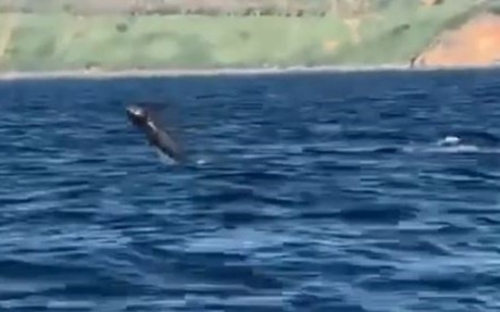 Xuat hien video quay dan ca heo boi loi gan ban dao Son Tra hinh anh