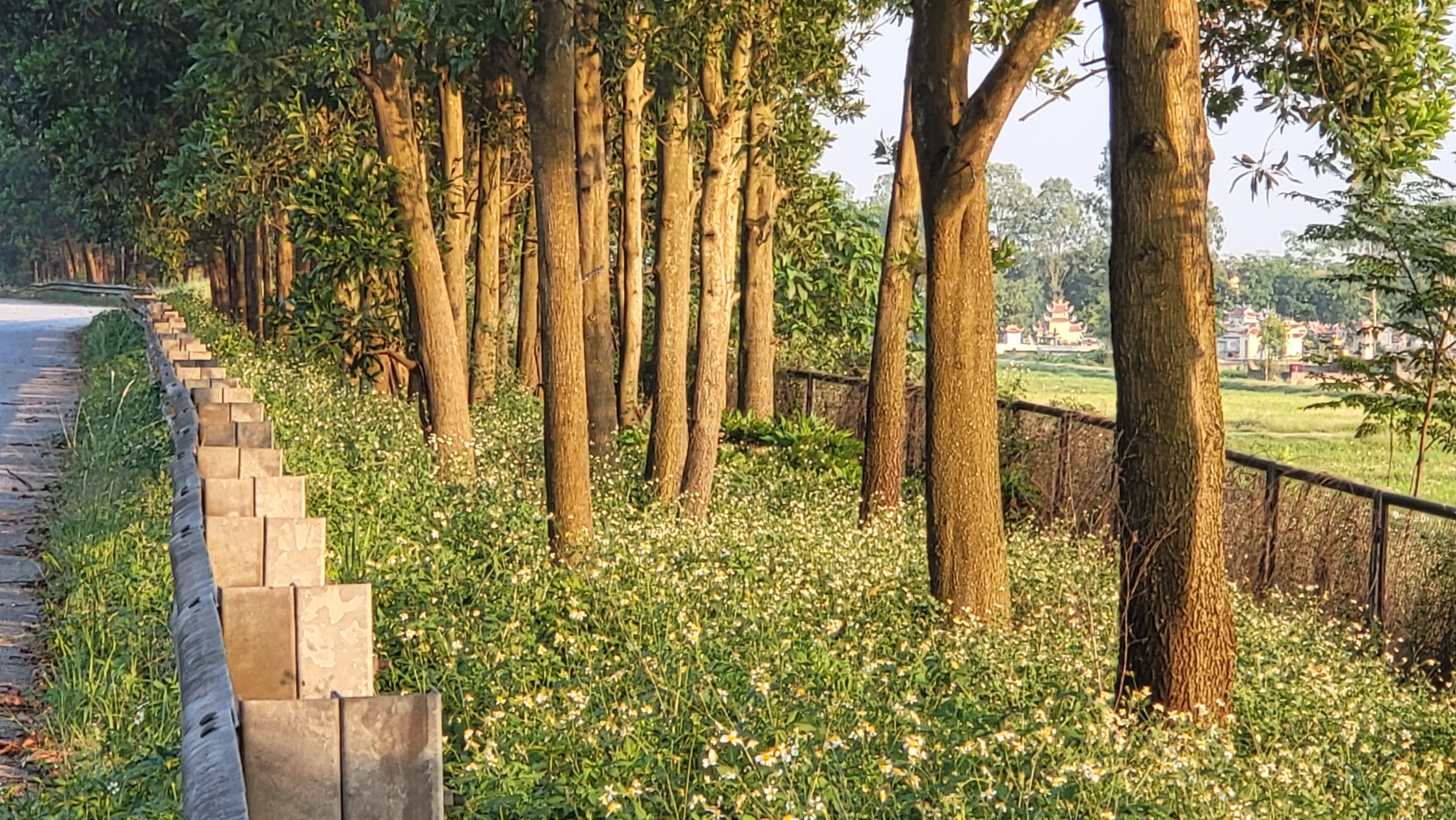 cao toc Cau Gie anh 3