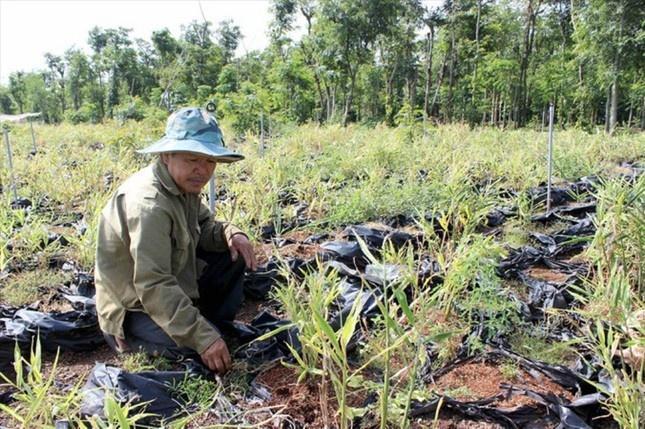 Vu nong dan 'cay mat' voi gung lien ket: Co quan dieu tra vao cuoc hinh anh