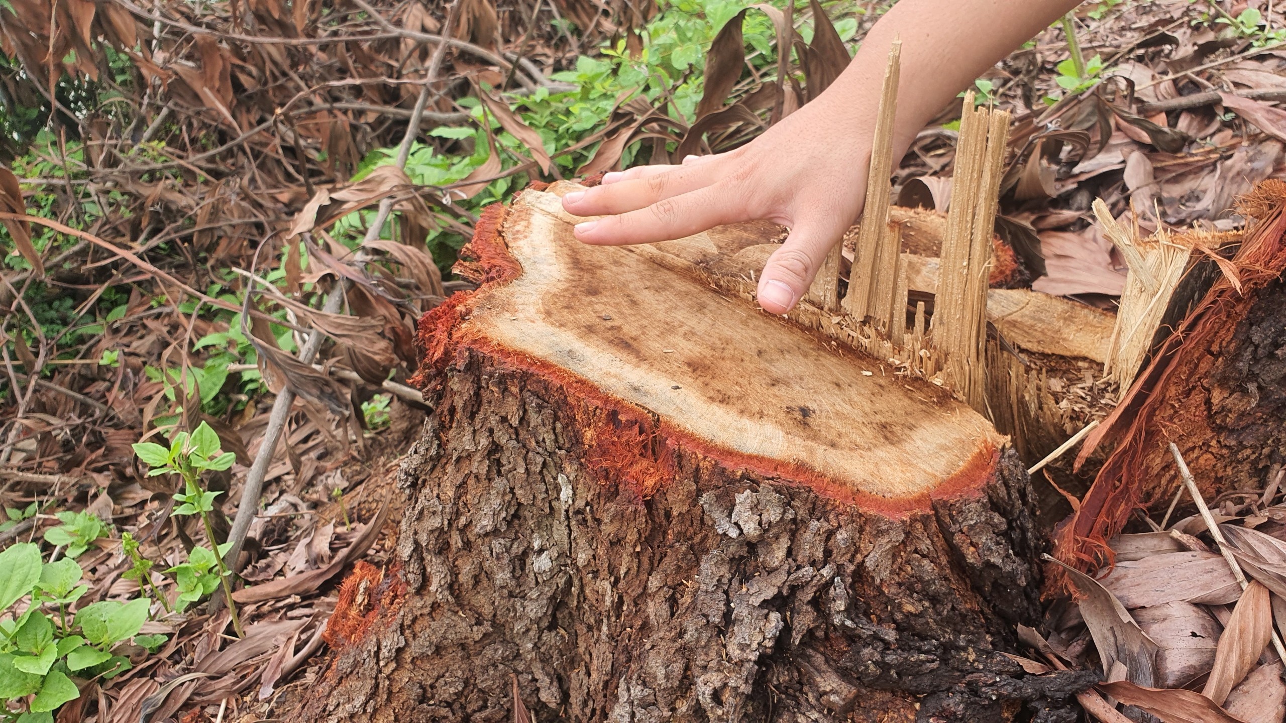 cao toc Phap Van anh 4