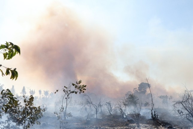 chay rung ven bien anh 2