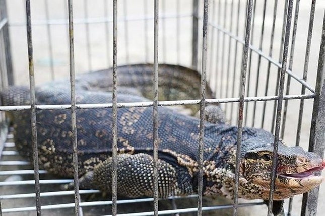 Ky da hoa dai 2 m, nang 15 kg bo vao nha dan hinh anh