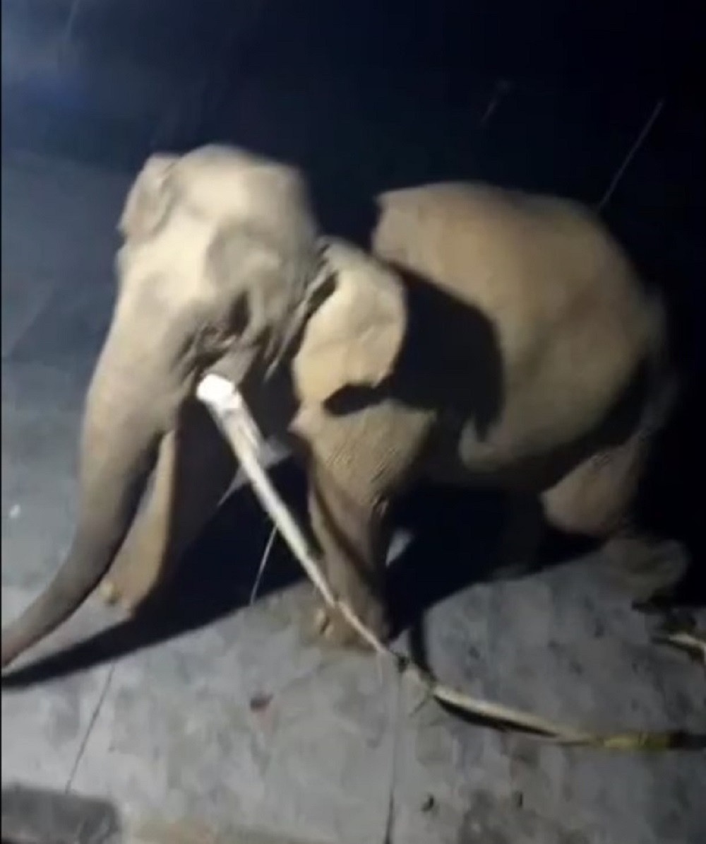 Voi rung xuat hien anh 1