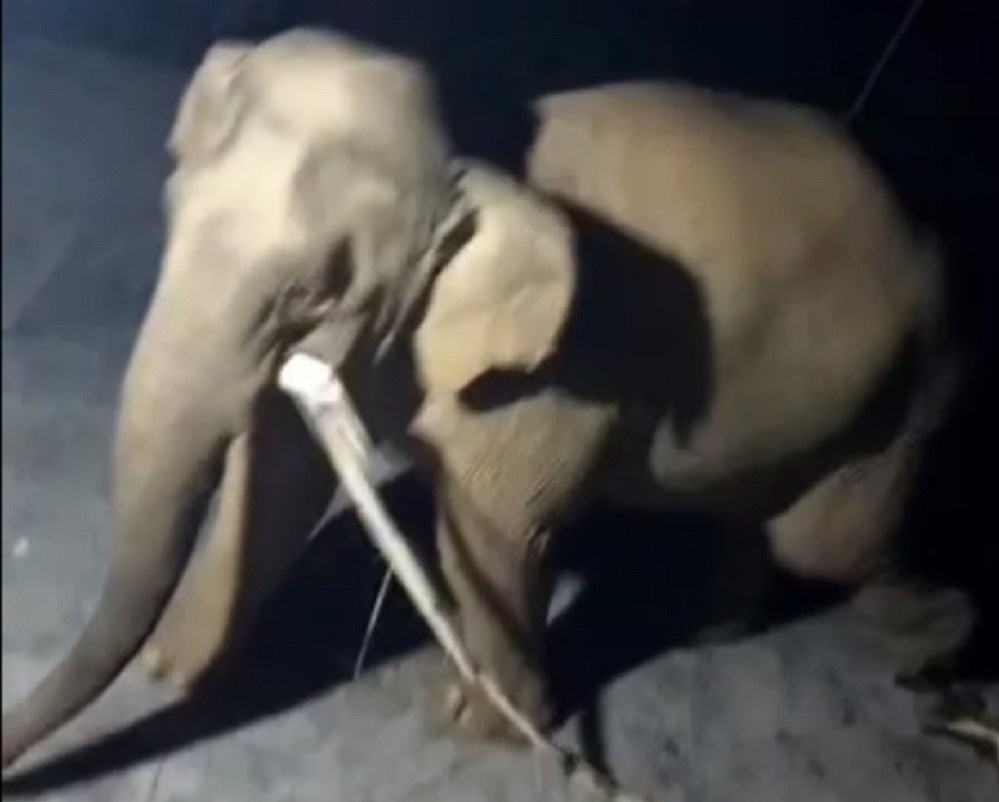 Voi rung lai xuat hien, ap sat nha dan tim thuc an hinh anh