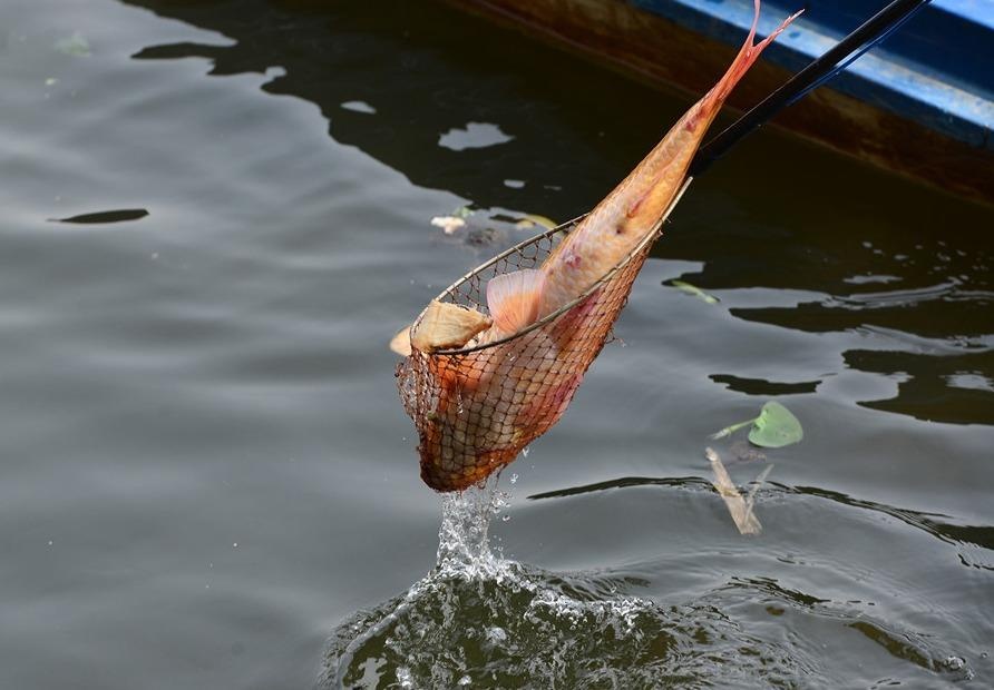Bat ca, chim phong sinh de truc loi la ac nghiep hinh anh