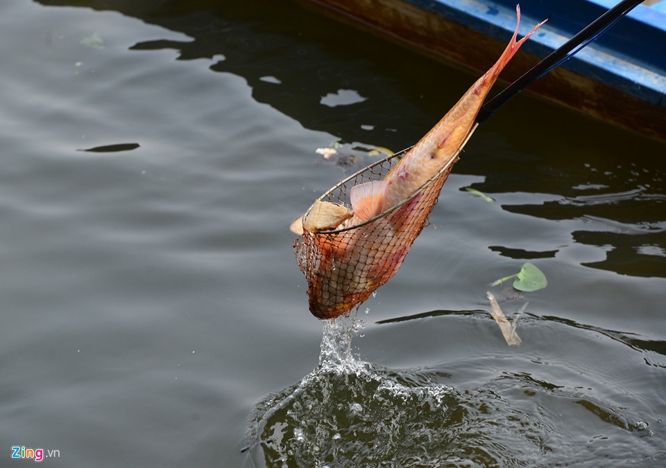 phong sinh dong vat, anh 1