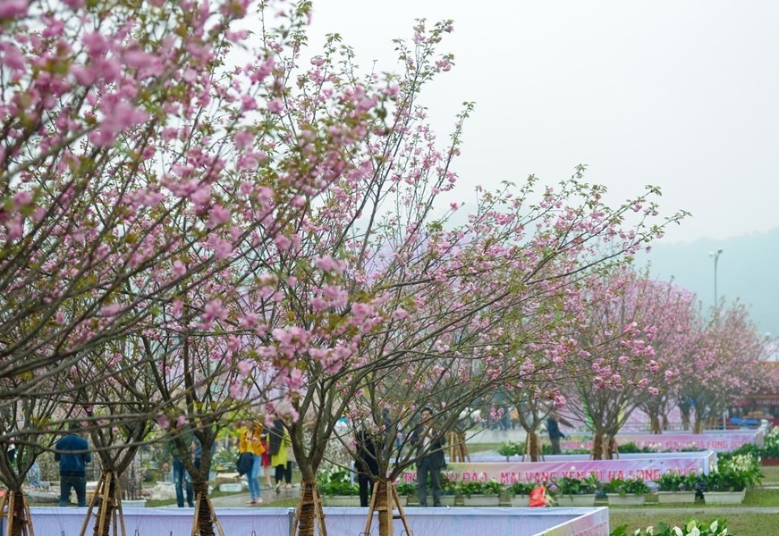Le hoi hoa anh dao Ha Noi co 8.000 tinh nguyen vien hinh anh
