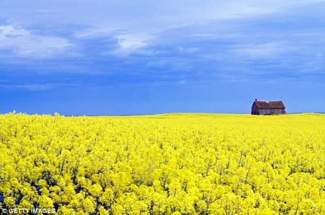 Thuc pham giau chat beo giup ban song lau anh 6