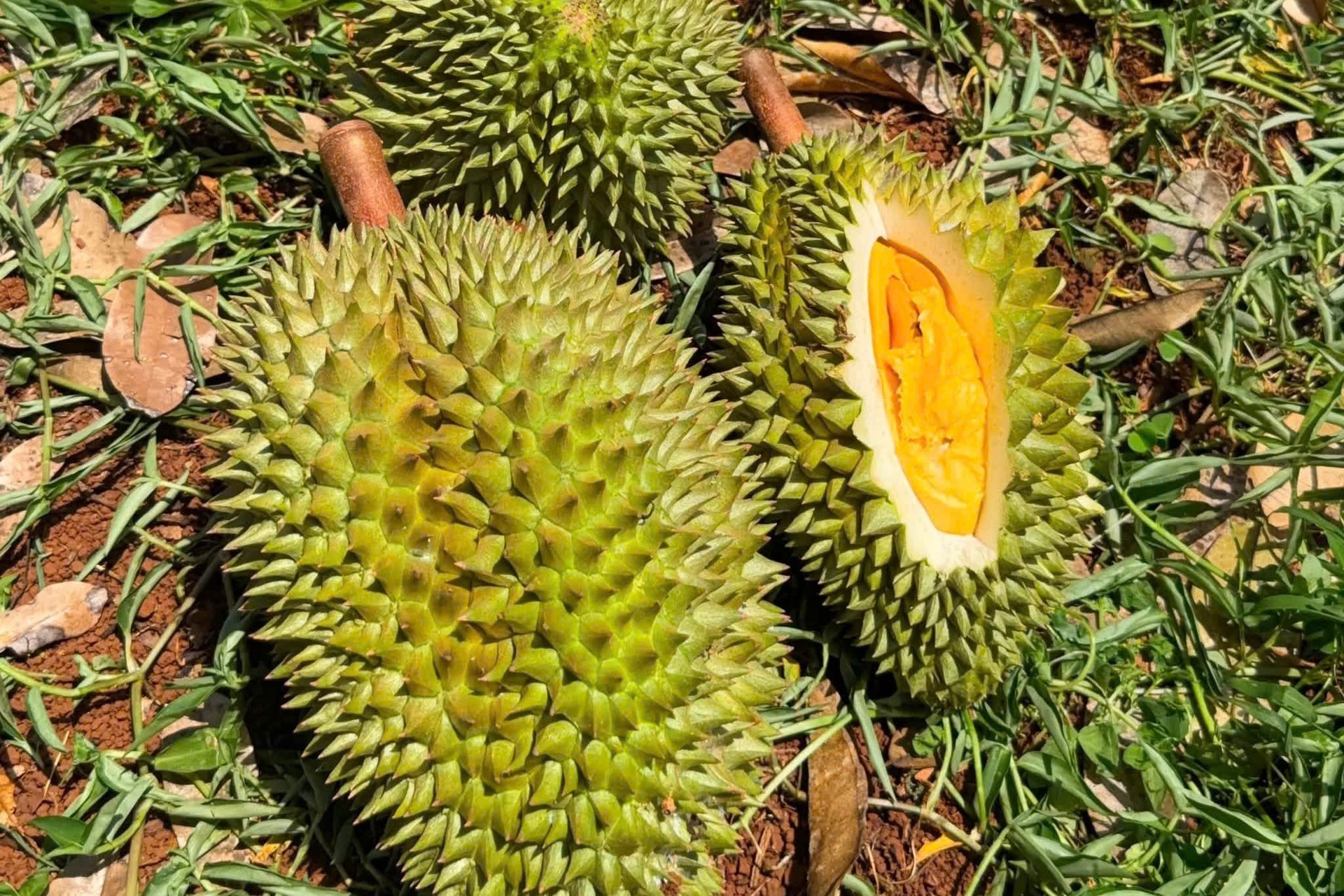mã số vùng trồng ảnh 1 mã số vùng trồng ảnh 1