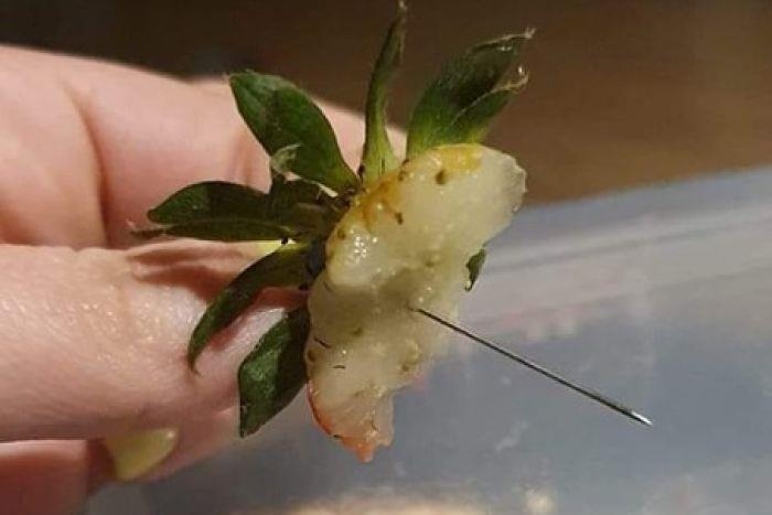 Lai tim thay kim khau trong dau tay o Australia hinh anh