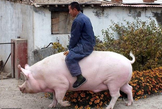 Gia thit lon tang vot, Trung Quoc chay dua nhan giong sieu lon hinh anh