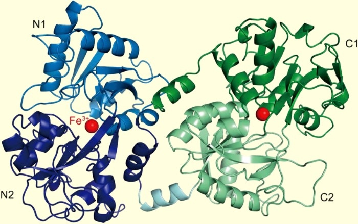 Lactoferrin anh 2