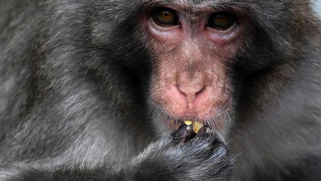 Gioi chuc Nhat Ban an tu con khi tuyet tan cong nguoi hinh anh