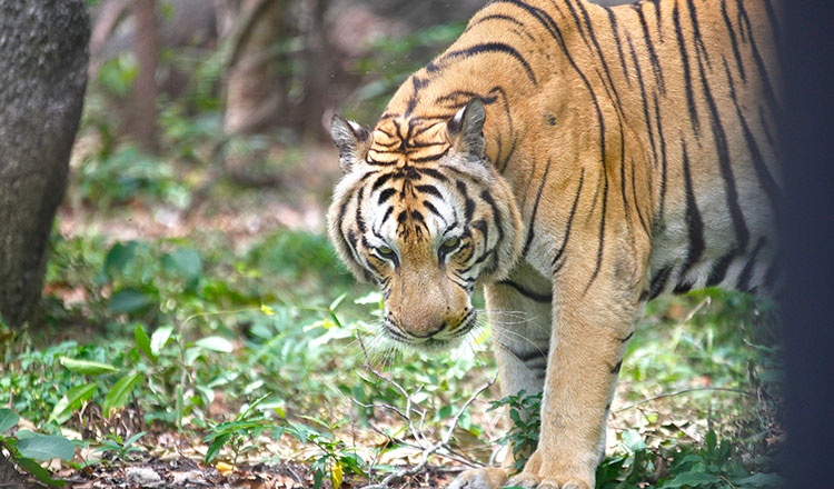 Campuchia muon nhap khau ho hoang da hinh anh