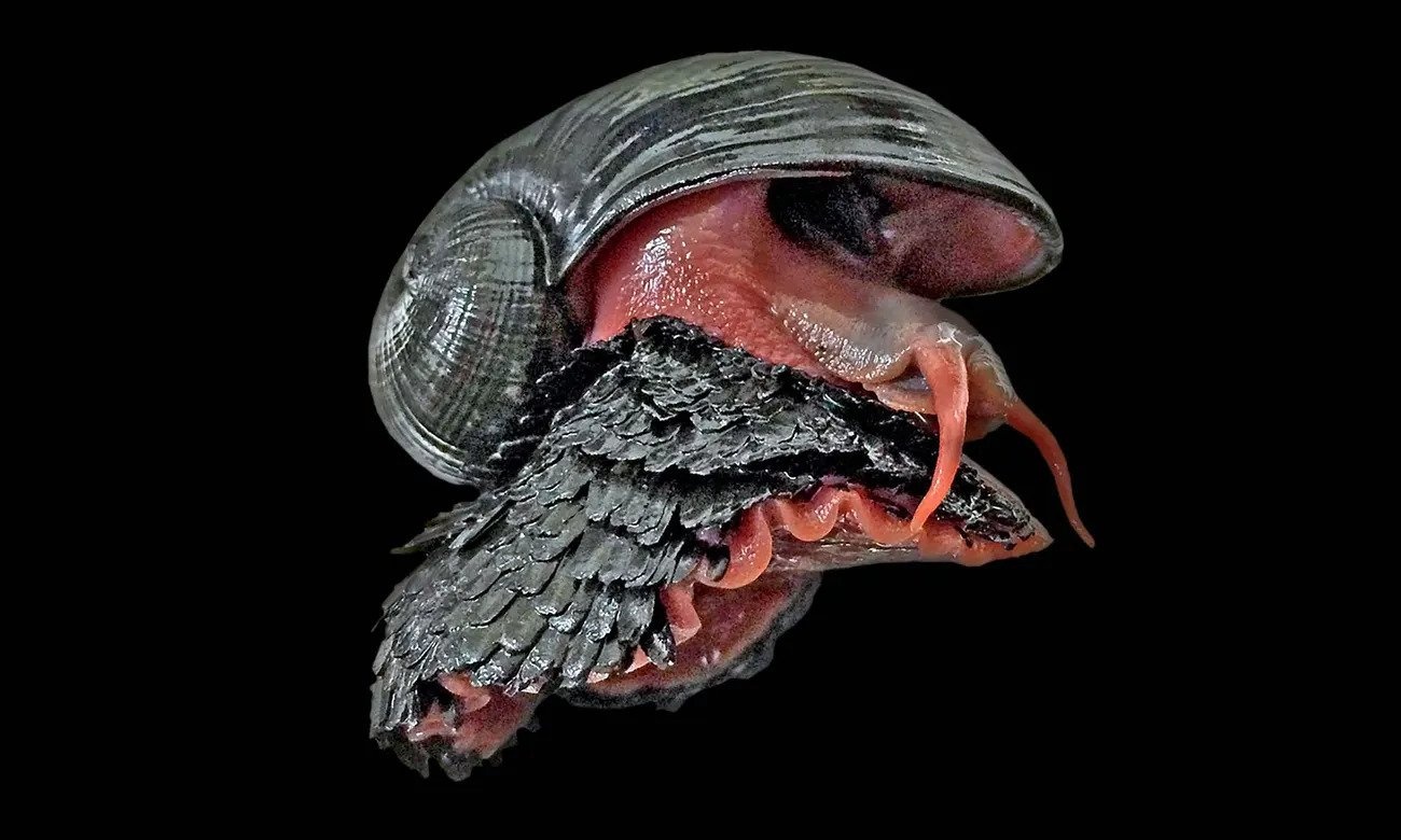 Loai oc chan vay thep duoi day dai duong co nguy co tuyet chung hinh anh