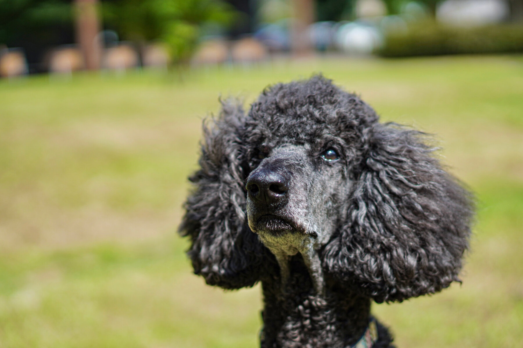 Cho tiet nuoc mat anh 1