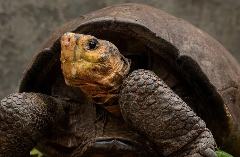 Bon con rua khong lo Galapagos bi giet hinh anh