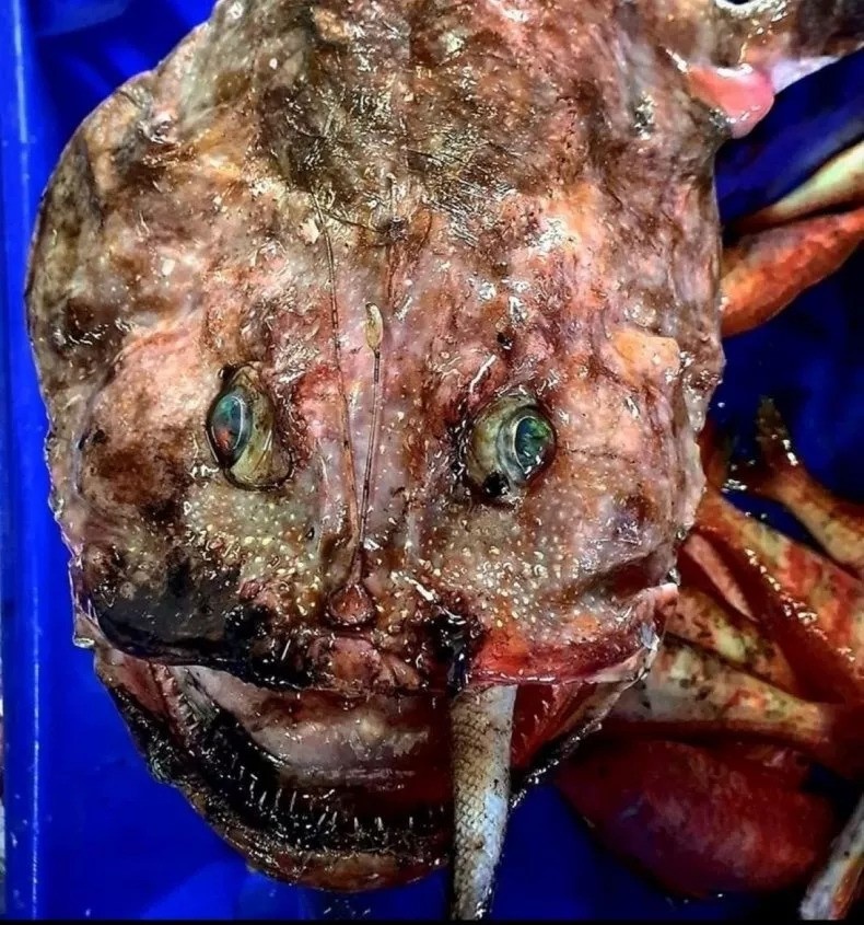 Bat duoc ca la anh 1