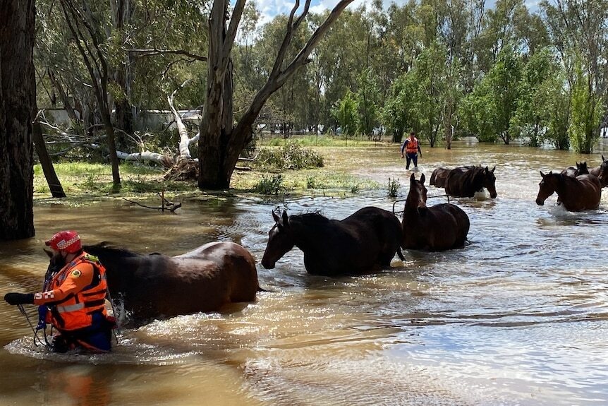 Lu lut o Australia anh 2