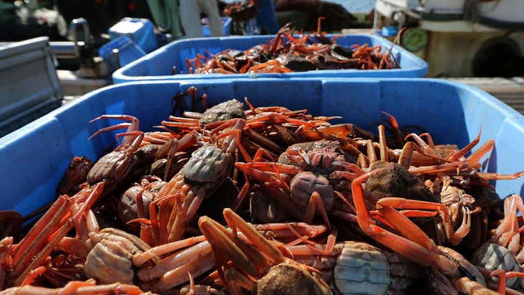 Cua tuyet Alaska bien mat anh 2