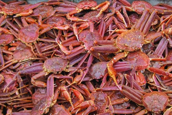 Cua tuyet Alaska bien mat bi an hinh anh