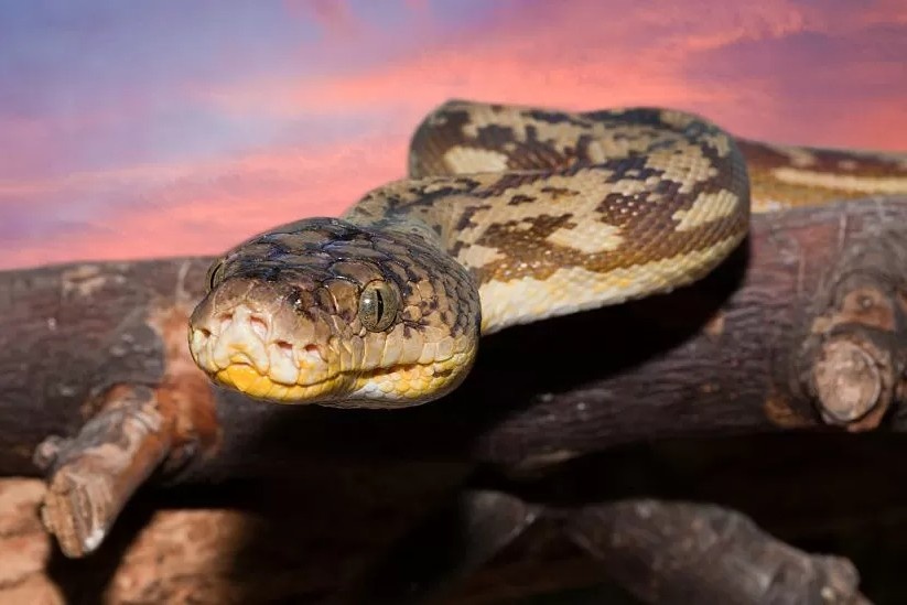 Phat hien thi the nguoi trong bung tran o Indonesia hinh anh