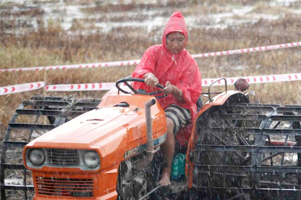 Dan sao Cuoc dua ky thu cay dong giua trua nang mua chieu hinh anh