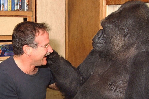 Chu khi dot u sau khi biet tin Robin Williams qua doi hinh anh