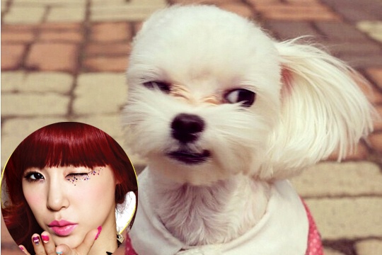 Nhung chu cun sieu dang yeu cua sao than tuong Han hinh anh