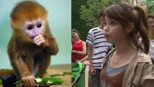 IU có biểu cảm rất dễ thương của chú khỉ nhỏ đúng không?