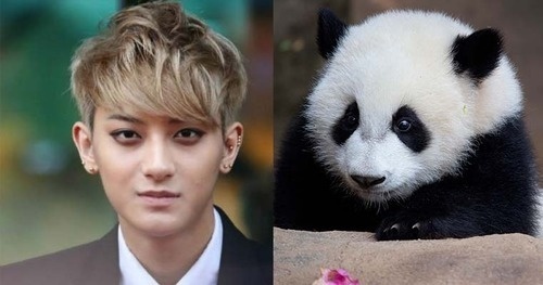 Gấu trúc dễ thương không kém Tao EXO