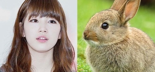  Suzy lẫn chú thỏ đều cute