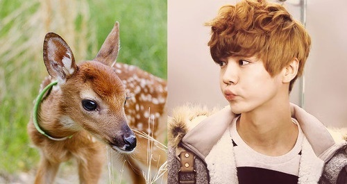 Bieu cam ngo nghinh cua 8 idol xu Han hinh anh