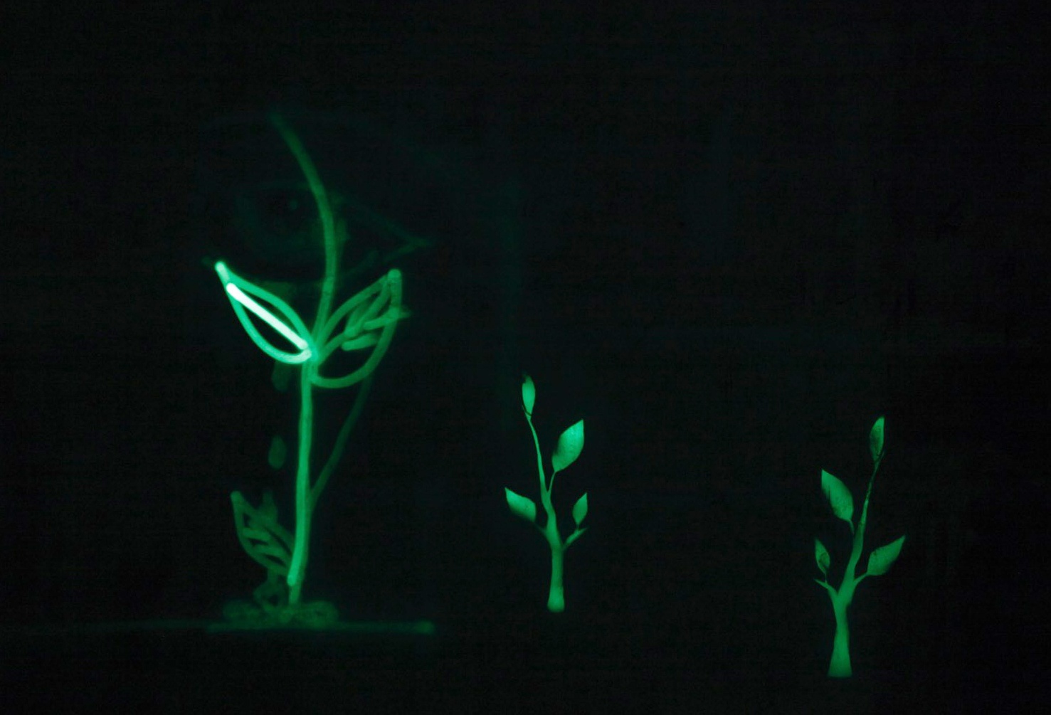 Than dong hat xam 7 tuoi anh 10