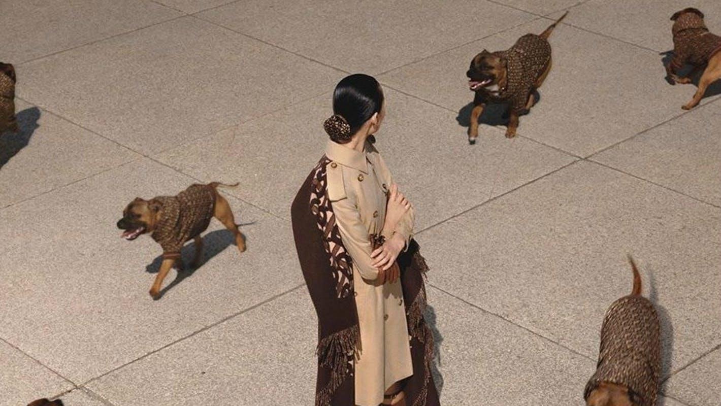 áo cún cưng của burberry ảnh 2 ao cun cung cua burberry anh 2