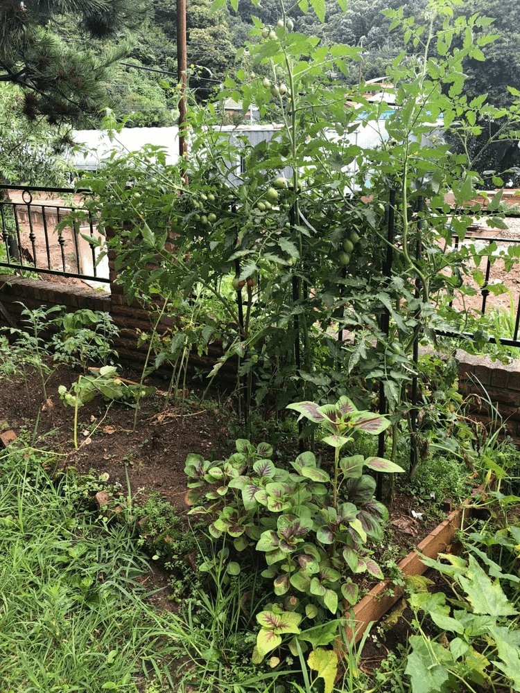 Thang Duy về quê sống ảnh 3 Thang Duy ve que song anh 3