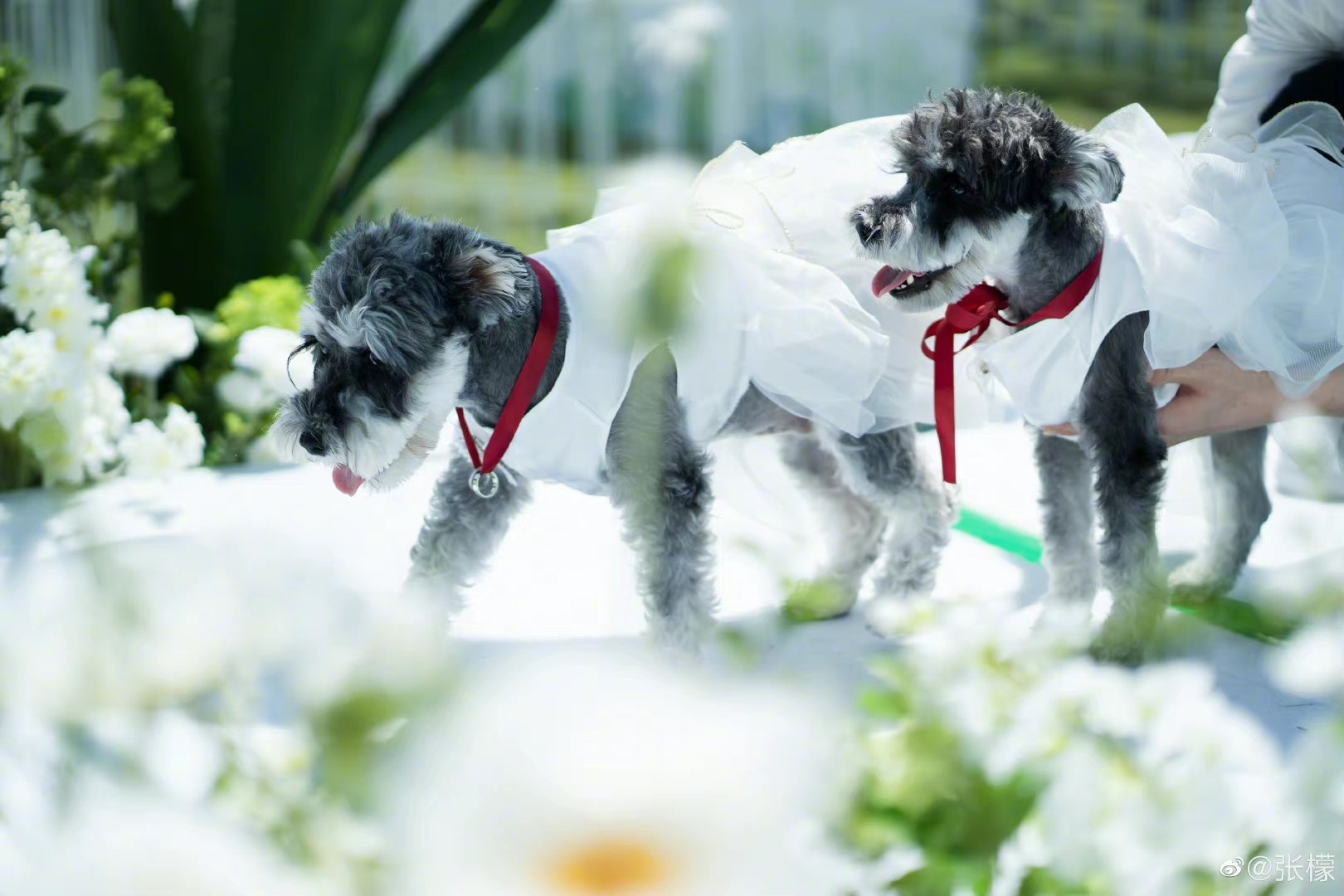 Truong Mong hon le anh 9