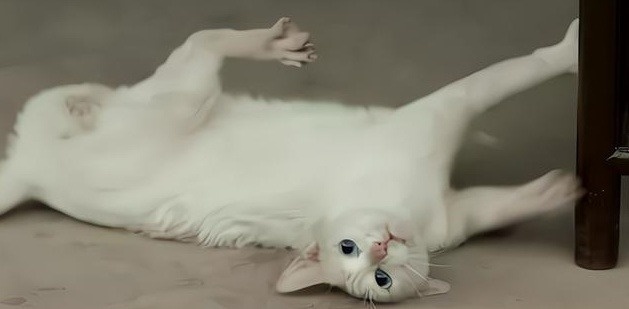 Phim Vu Chính ảnh 3 Phim Vu Chinh anh 3