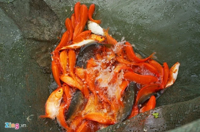 hieu dung ve tuc cung Tao quan anh 2