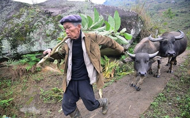 Hang chuc gia suc chet vi ret tai Sa Pa hinh anh