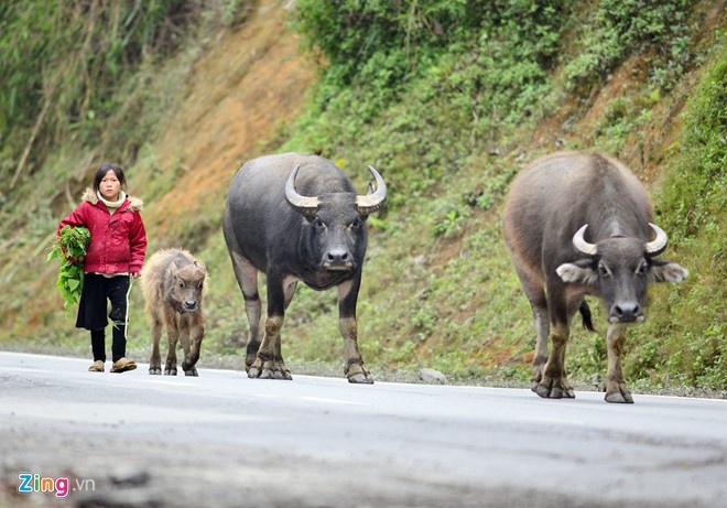 gia suc chet vi ret hai o Sa Pa anh 1