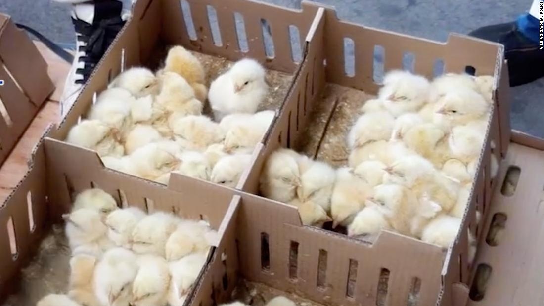 Ga con chet tai san bay anh 1