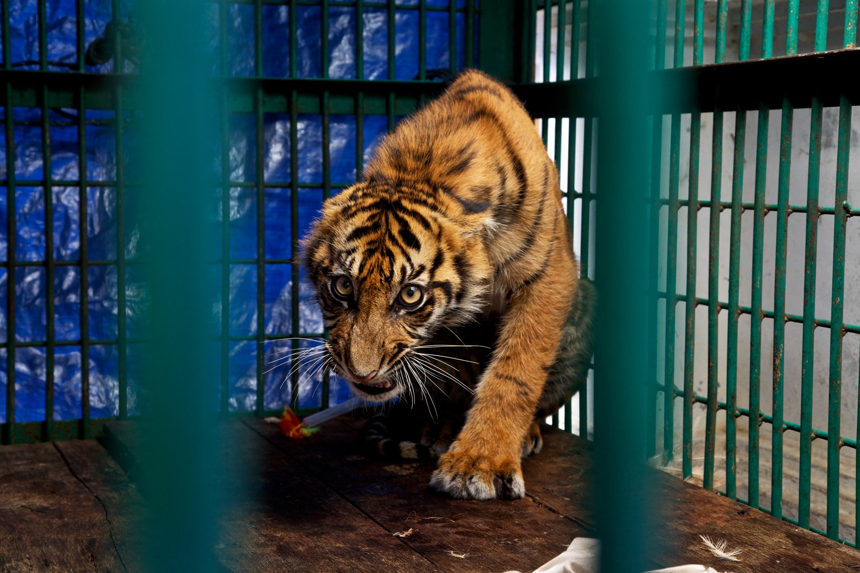 Cong nghiep chan nuoi ho anh 2